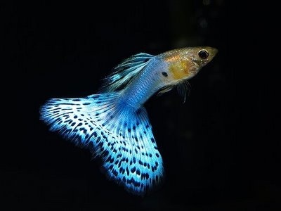 guppy-blue-tail.jpg